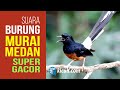 Suara Kicau Super Gacor Murai Medan
