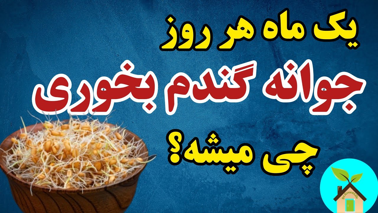 یک ماه هر روز جوانه گندم بخوری چی میشه؟ | مزایای مصرف جوانه گندم با این روش مصرف