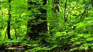 Video thumbnail of "✿ ♡ ✿ ENNIO MORRICONE - The Green Leaves of Summer"