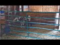 Barn harley  n  foal  855am tracy looks 5142024