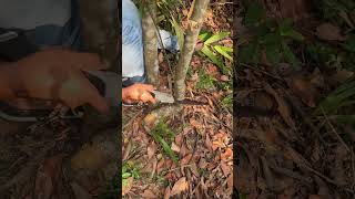 Extremely sharp and portable garden tools, agricultural tools, practical tools, daily sharing, f