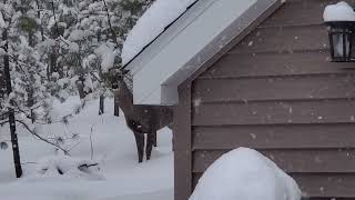 Deer Peeking At Me on a Snowy Day 1.22.2022 by PrettySlick2 29 views 2 years ago 12 seconds