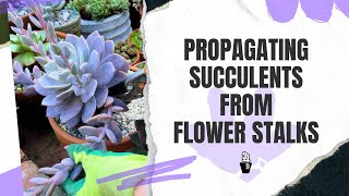 Propagating Succulents From Flower Stalks  TCS027