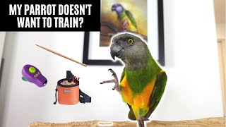 Why Your Parrot Doesn't Want To Train | Motivating Your Parrot