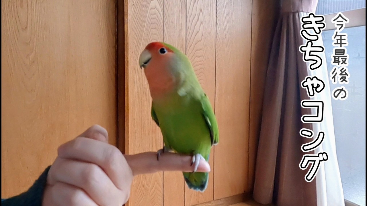 インコって可愛いよね！今年も沢山の癒やしをありがとう - YouTube