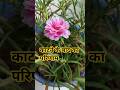 portulaca ki care #portulaca#portulacaplant#portulacaflower#youtubeshorts#gardening#mossrose#flowers