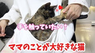 ママが大好きすぎて手を触っていたい甘えん坊な猫