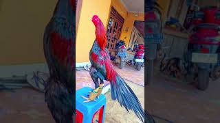 otlar olami 737 pure fighter bloodline top quality most likely most beautiful in world rooster birds