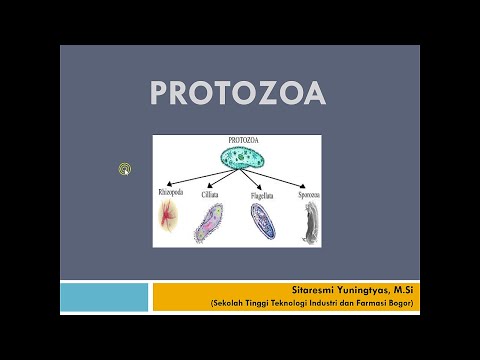 PROTOZOA