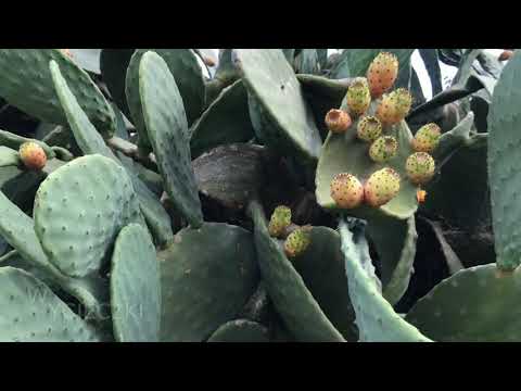 Malta Sok z Kaktusa - Zobacz jak zrobić sok z kaktusa