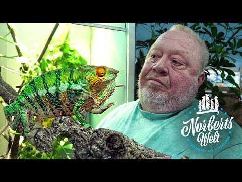 Video: Zoologen Haben Eines Der Seltensten Chamäleons Der Welt Wiederentdeckt