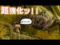 【超進化ッ！】公式強化により強くなったクモ（アラネオモーフス）をテイムッ！！【ARK/ASA】