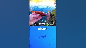Learn Sea Animal Names at the Pond for Toddlers Kids: Eel Seal Hammerhead Shark Octopus Turtle