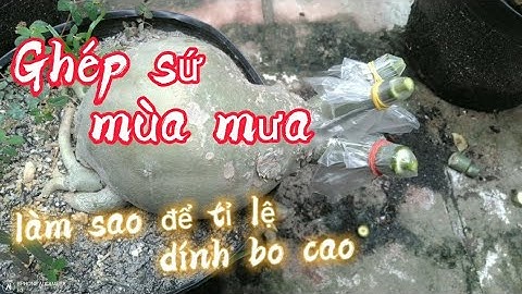 🌺Ghép Sứ Mùa Mưa Cần Lưu Ý Những Gì