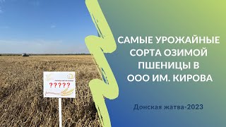 видео: «Победа» не могла проиграть: в ООО им. Кирова назвали самые урожайные сорта озимой пшеницы в 2023 г. картинка: «Победа» не могла проиграть: в ООО им. Кирова назвали самые урожайные сорта озимой пшеницы в 2023 г.