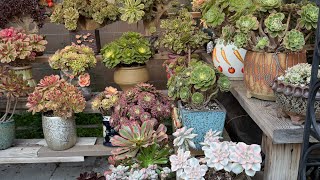 7143830898 On sale christmas 5 cluster only $150 free ship 5 chùm sen chi $150