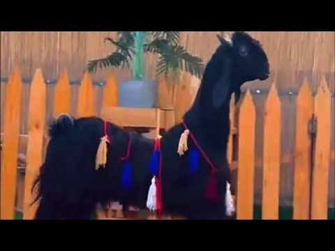 الماعز الرقص الباكستاني والقرد زيتونة أسامة الدغيري