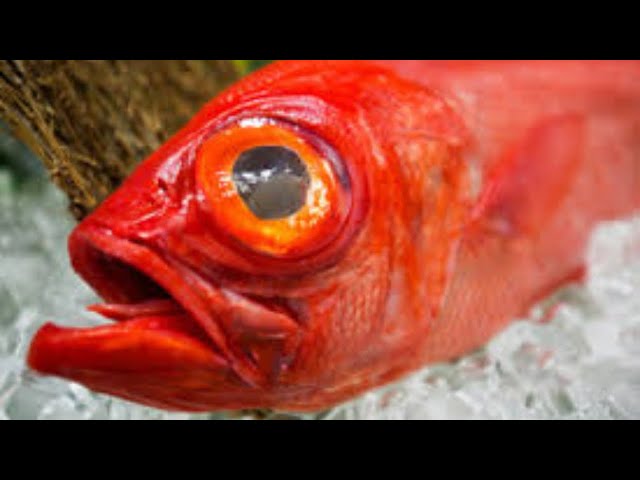 What is Kinmedai (Golden Eye Snapper) ? - bigfridgeboy