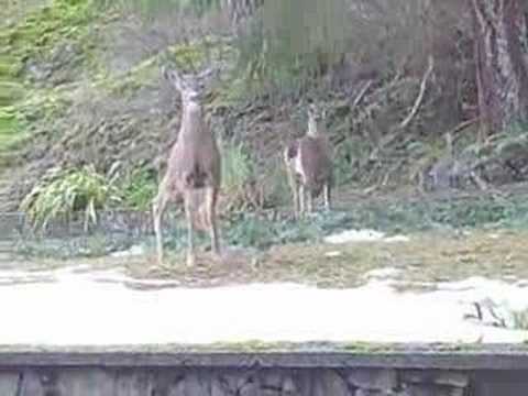 December 6th Remembrance Victoria 2006