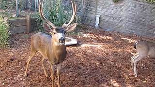 MVI 1159  10/27/2011 large buck