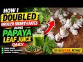 How I Doubled Broiler Growth Rates Using Papaya Leaf Juice Daily