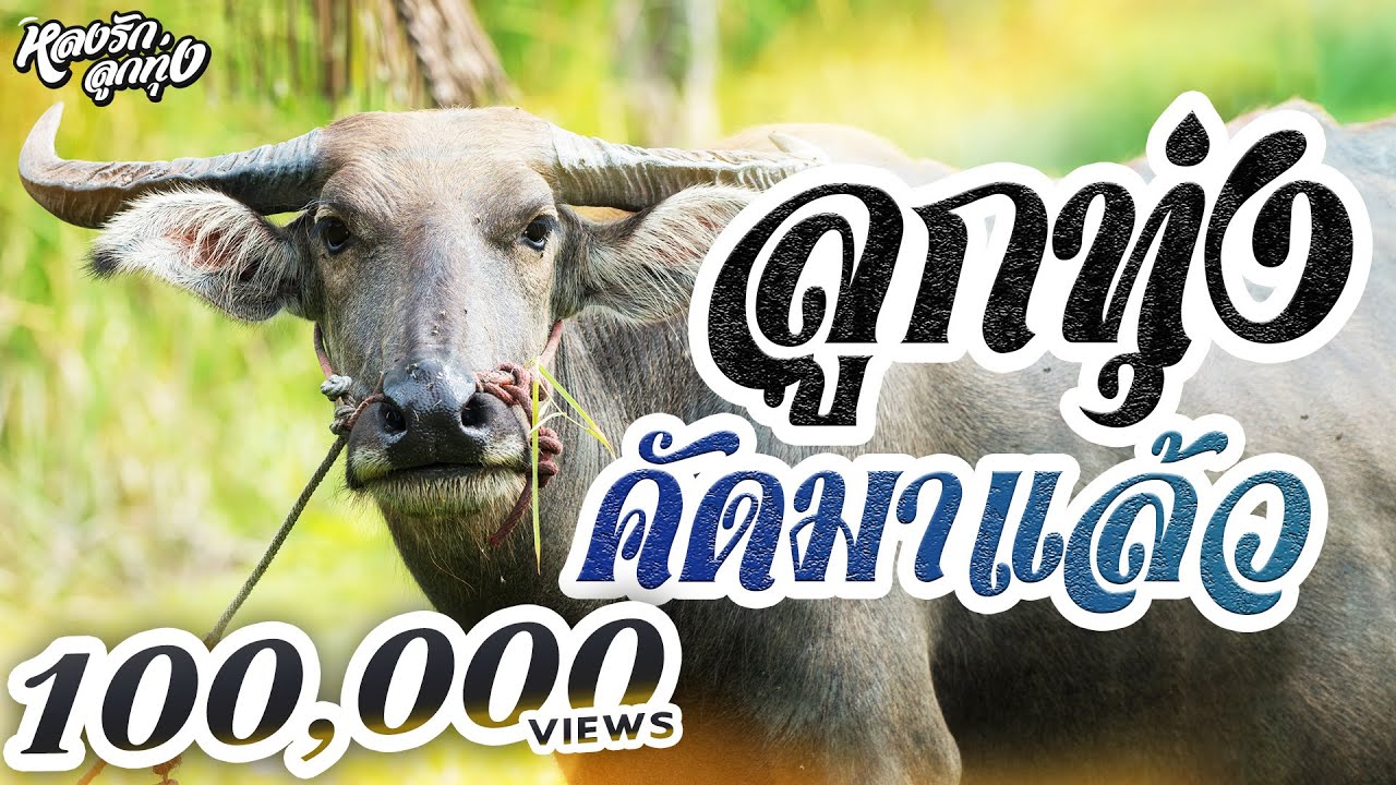 📌ลูกทุ่งคัดมาแล้ว [อกหักซ้ำสอง ,ถึงเธอผู้เป็นดวงใจ]