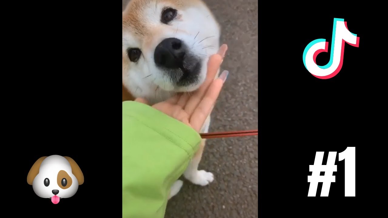 DOGS OF TIKTOK COMPILATION #1 - YouTube