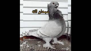 اروع صور الحمام زينة و زاجل