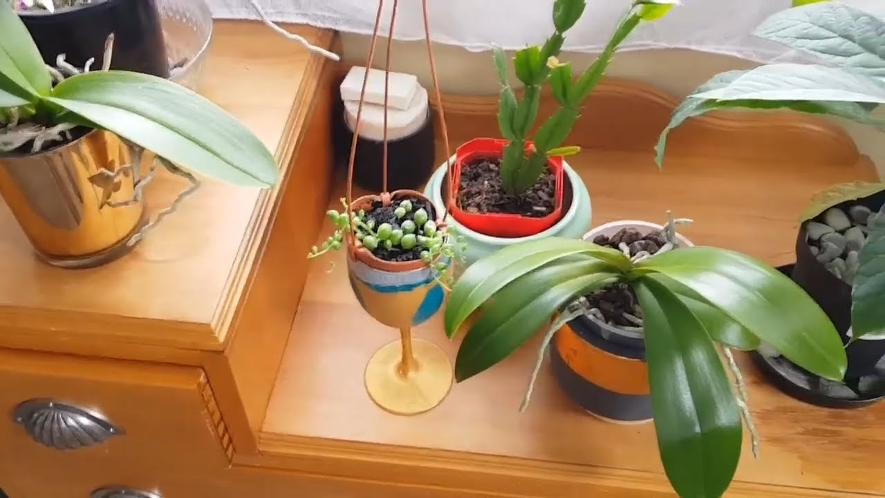 Update of my indoor  plant  collections New Zealand  YouTube