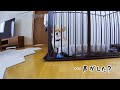 留守番のモナちゃんに話し掛けてみた【コーギー】