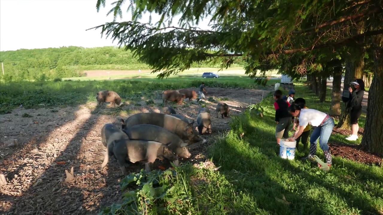 Our Trip to Mountain Dale Farm in McClure, PA YouTube