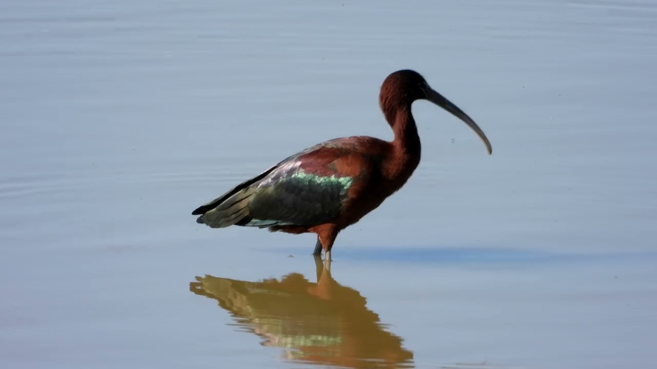 2023 2024 Birding Doñana Spain