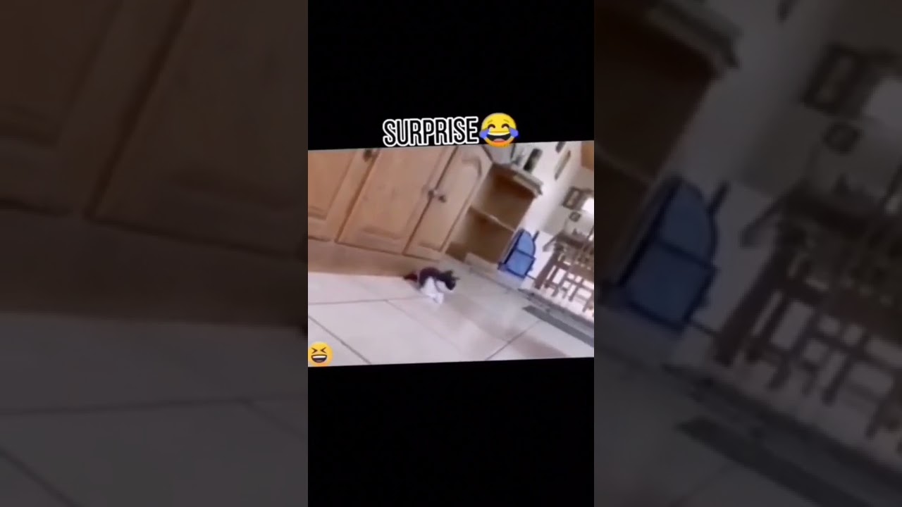 Funniest Cats Daily Video 😹 Don't try to hold back Laughter 😂 Funny Cats Life