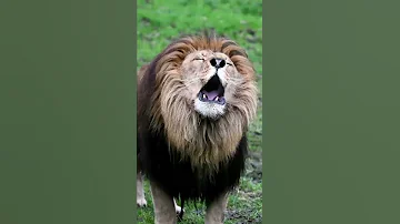 اسمع صوت الأسد وهو غاضب مرعب 