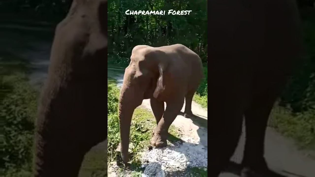 Wild encounter on railway track 🐘🚆 Chapramari Forest 