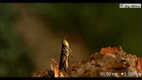 grasshopper 1 - slow motion video