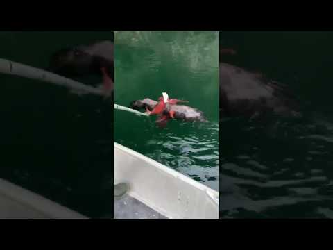 Saving an eagle from an octopus