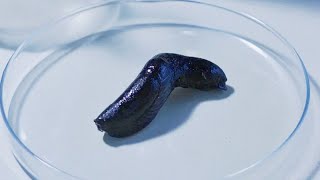 【Full Video】Mutant Slugs Are Proliferating And Attacking Humans Everywhere! 2