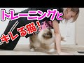 みんなとプランクしたかったのに飼い猫がキレ散らかしてくる。