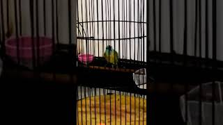 Download Lagu Besetan burung Kinoi super kasar | Roll speed | Tembakan kasar #kicaumania #Misterkicaumania MP3