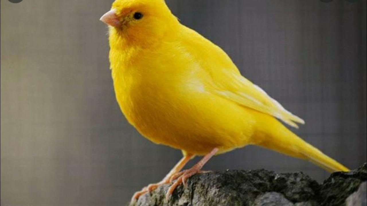 Канарейка кенар. Канарейк. Канарейк. Кенар птица. Певчие птицы канарейка.