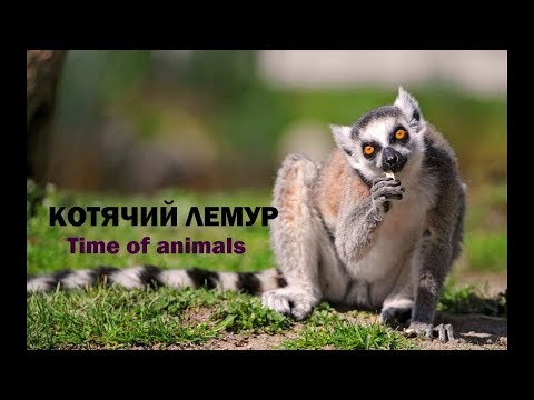 Видео: Външна йога с лемури