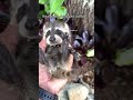 Why are raccoons so guilty all the time 🤣 #funny #raccoon #animals