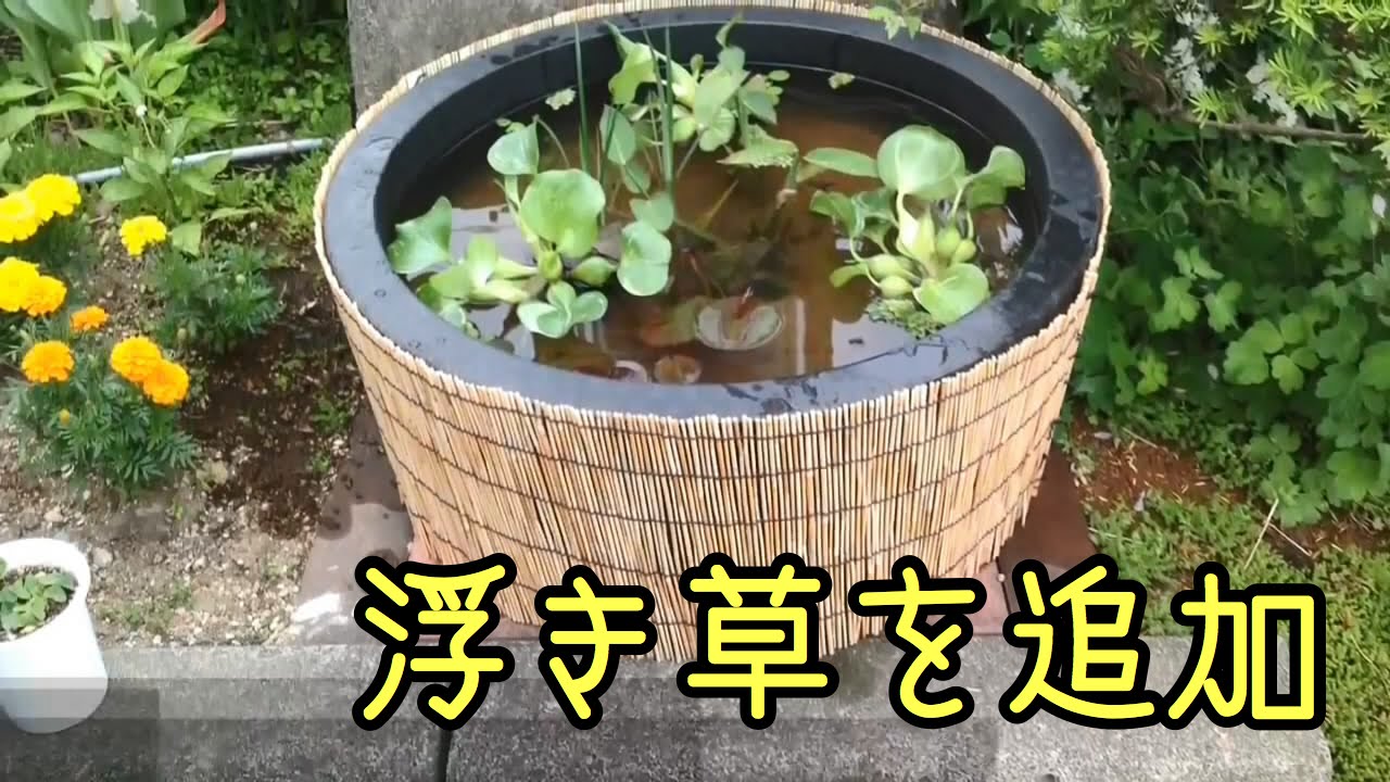 巨大鉢でビオ始めます スイレンとメダカのビオトープ 1 Youtube 巨大鉢でビオ始めます スイレンとメダカのビオトープ 1 Youtube