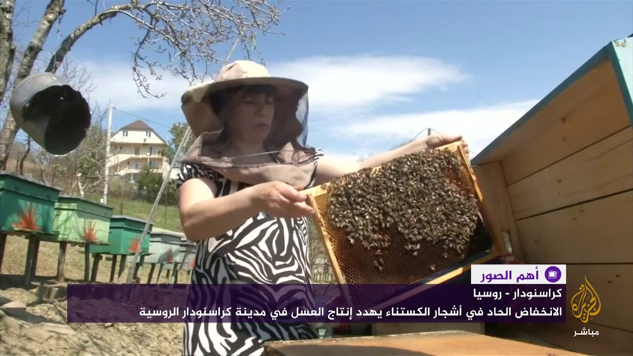انخفاض أشجار الكستناء يهدد إنتاج العسل في روسيا