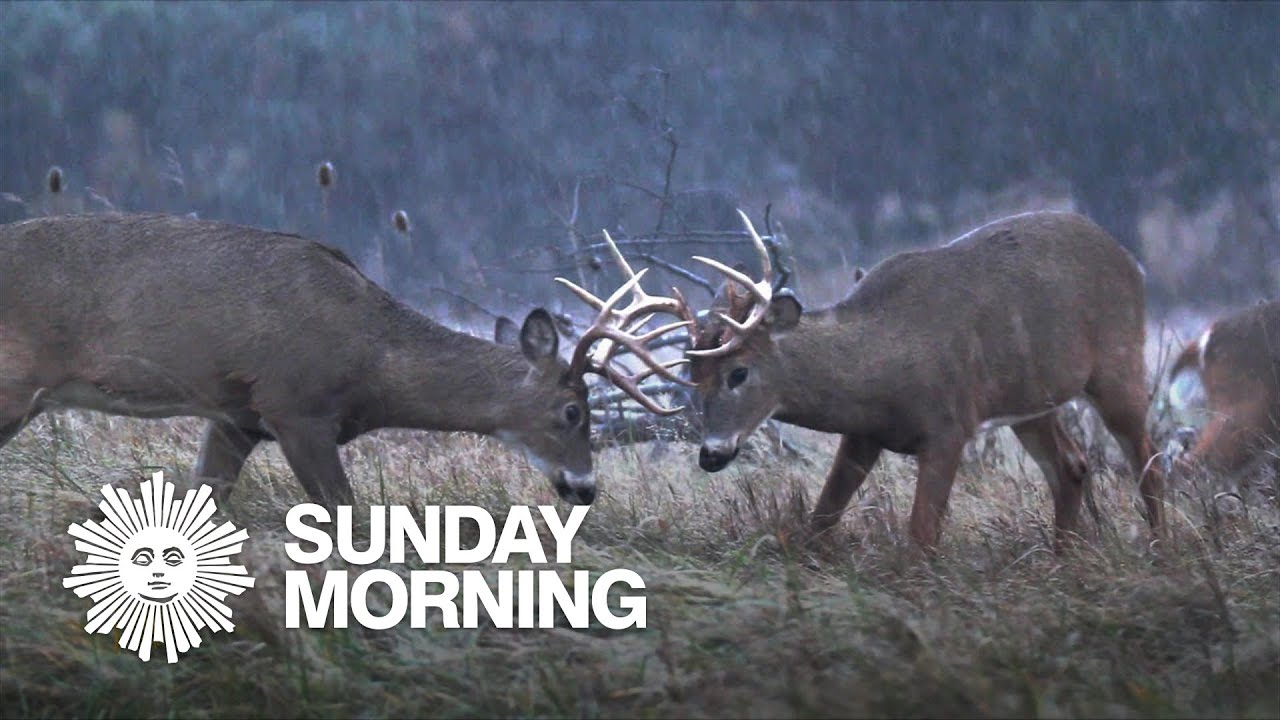 Nature White tailed Deer In New York State YouTube nature-white-tailed-deer-in-new-york-state-youtube