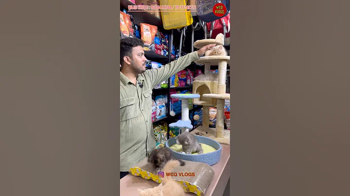 Watch the video about Diwali offer wajid exotic pets trending store #exotic #cats kittens #cats #kitten🐱 #kittens #toys