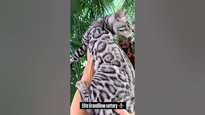 Video 11311361: bengalcat bengals cats, silver bengal cat