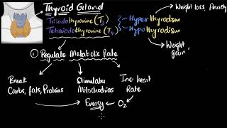 Thyroid gland hormones (T3, T4) & defects | Chemical Co-ordination | Class 11 Biology | Khan Academy