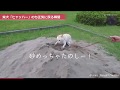 柴犬「ヒャッハー」のち正気に戻る瞬間
